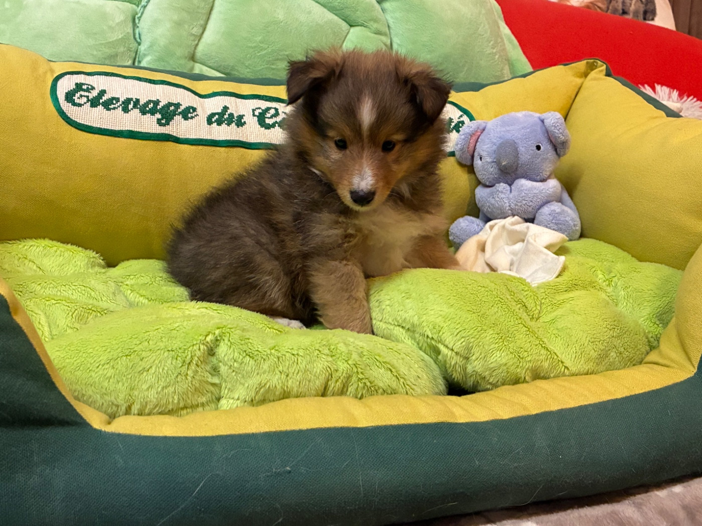du Cèdre Enchanté - Chiots disponibles - Shetland Sheepdog