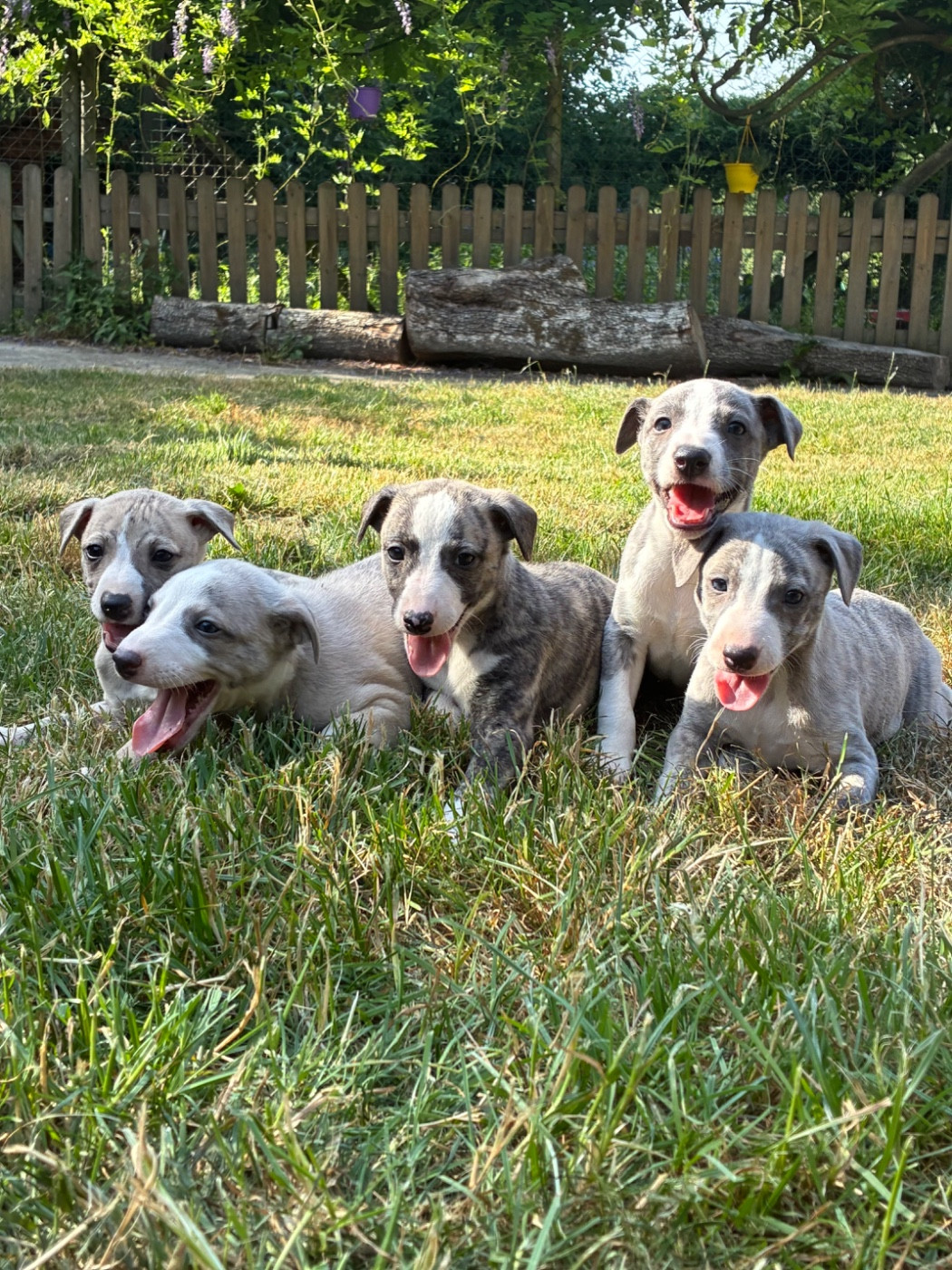Chiot Whippet du Cèdre Enchanté