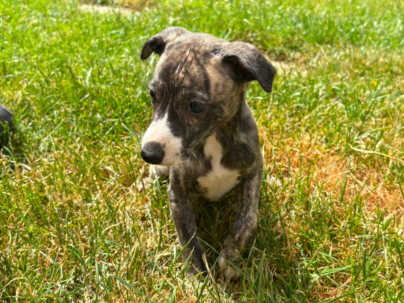 du Cèdre Enchanté - Chiots disponibles - Whippet