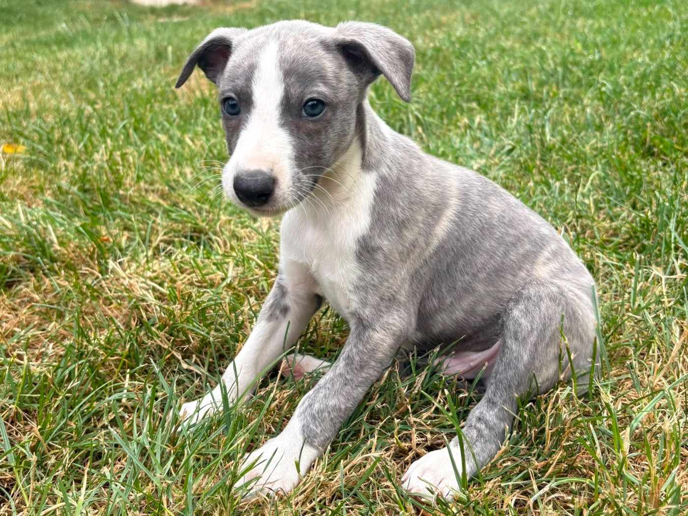 du Cèdre Enchanté - Chiots disponibles - Whippet