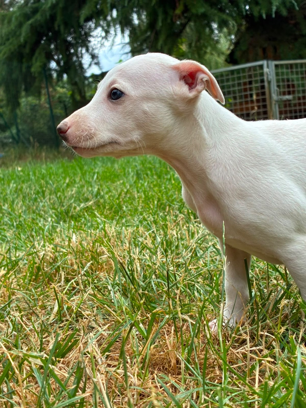 du Cèdre Enchanté - Chiots disponibles - Whippet