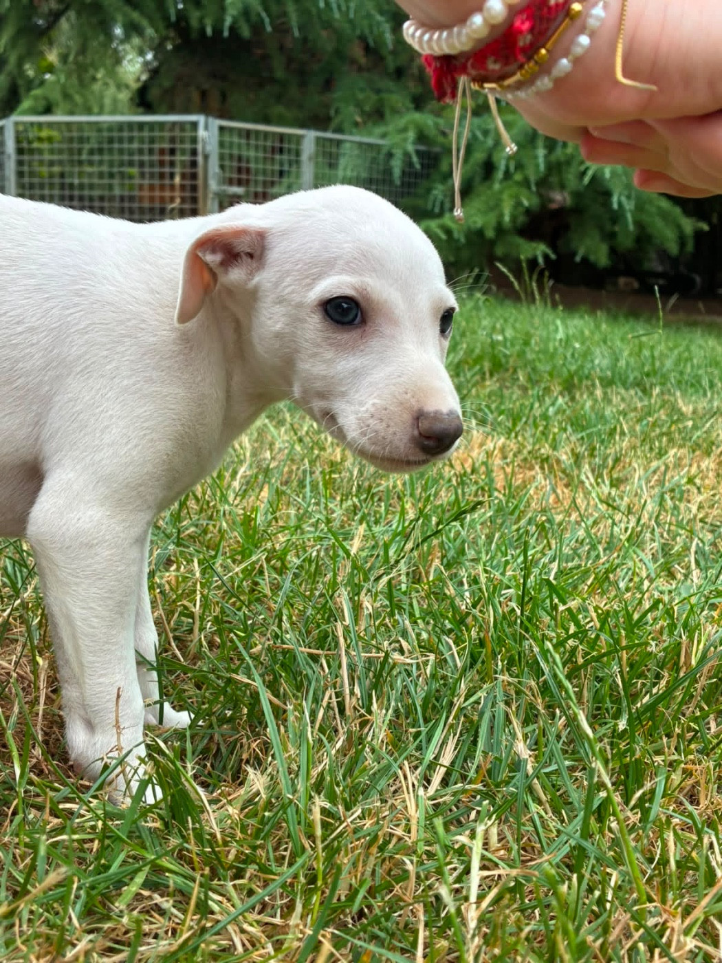 du Cèdre Enchanté - Chiots disponibles - Whippet