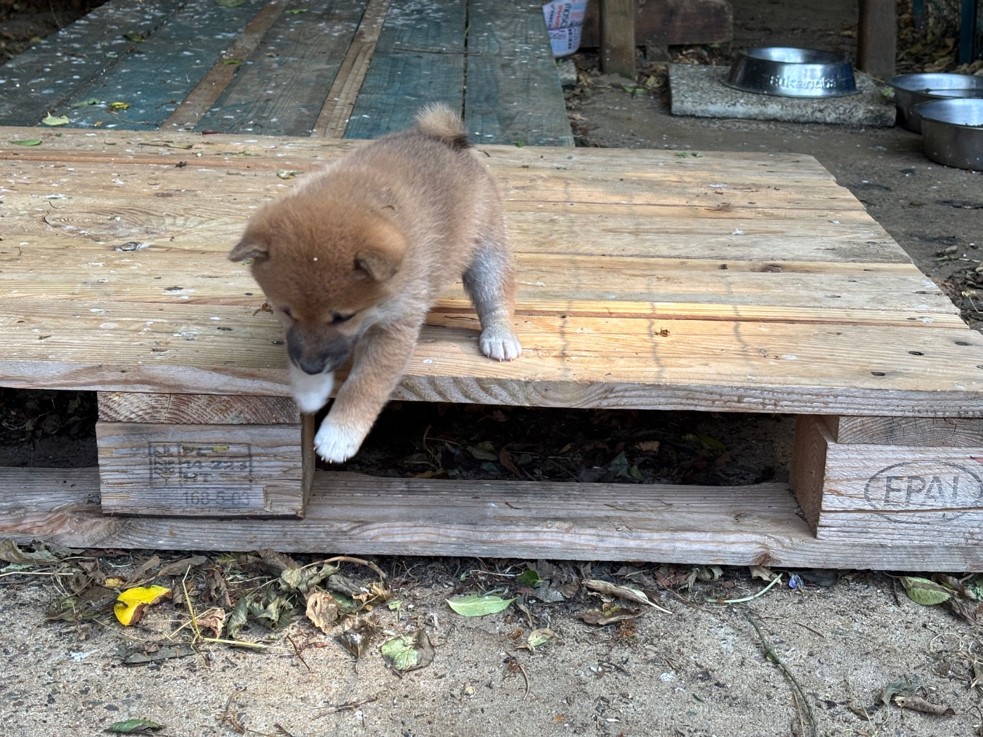 du Cèdre Enchanté - Chiots disponibles - Shiba