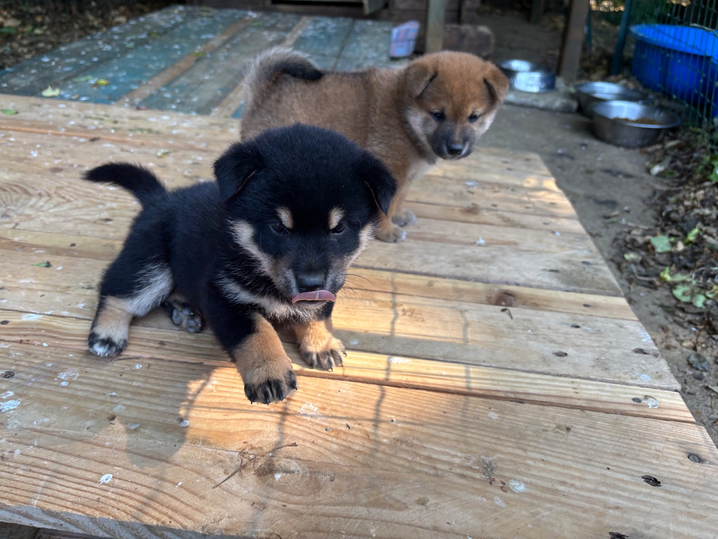 du Cèdre Enchanté - Chiots disponibles - Shiba