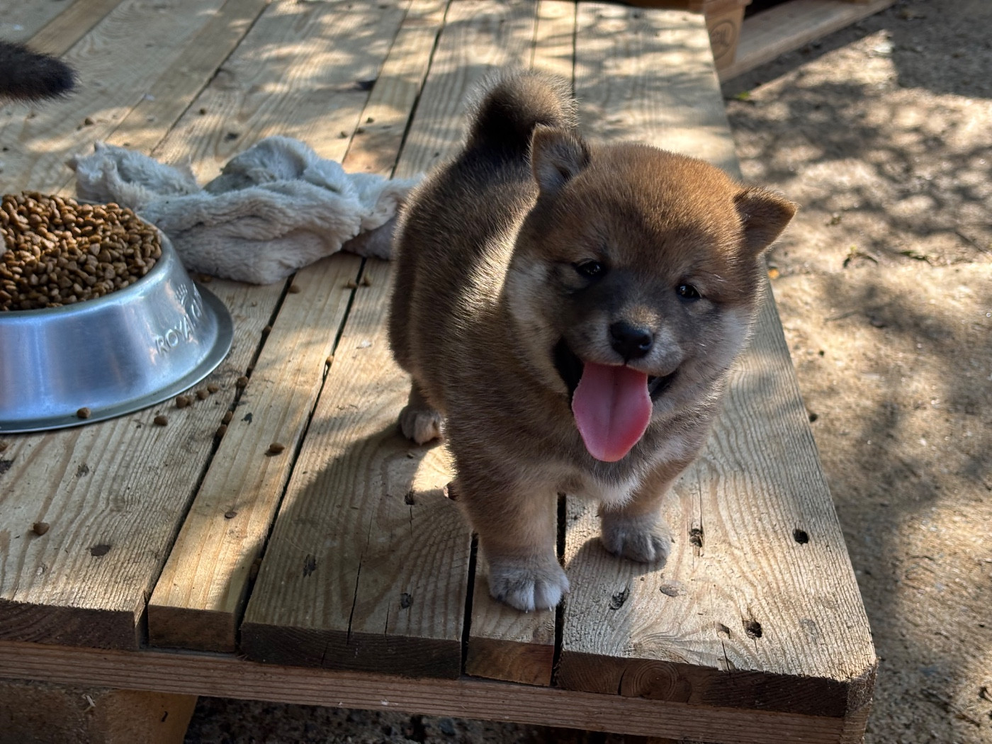 du Cèdre Enchanté - Chiots disponibles - Shiba