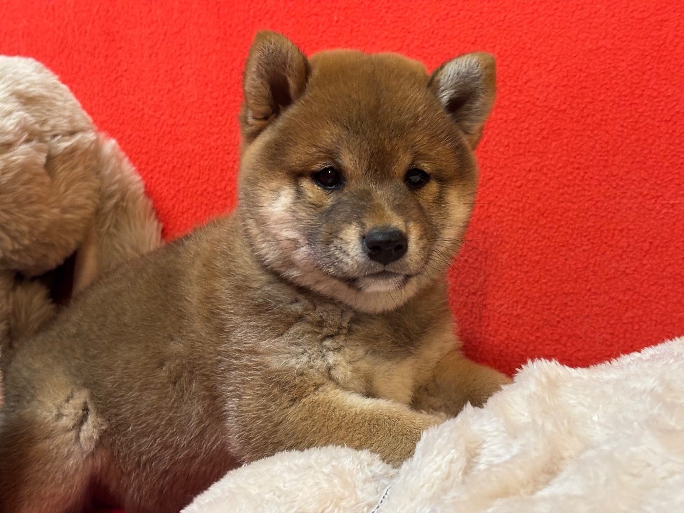 du Cèdre Enchanté - Chiots disponibles - Shiba