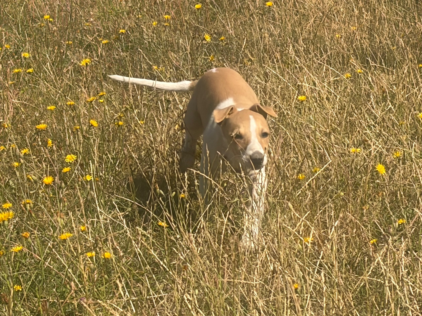du Cèdre Enchanté - Chiots disponibles - Whippet