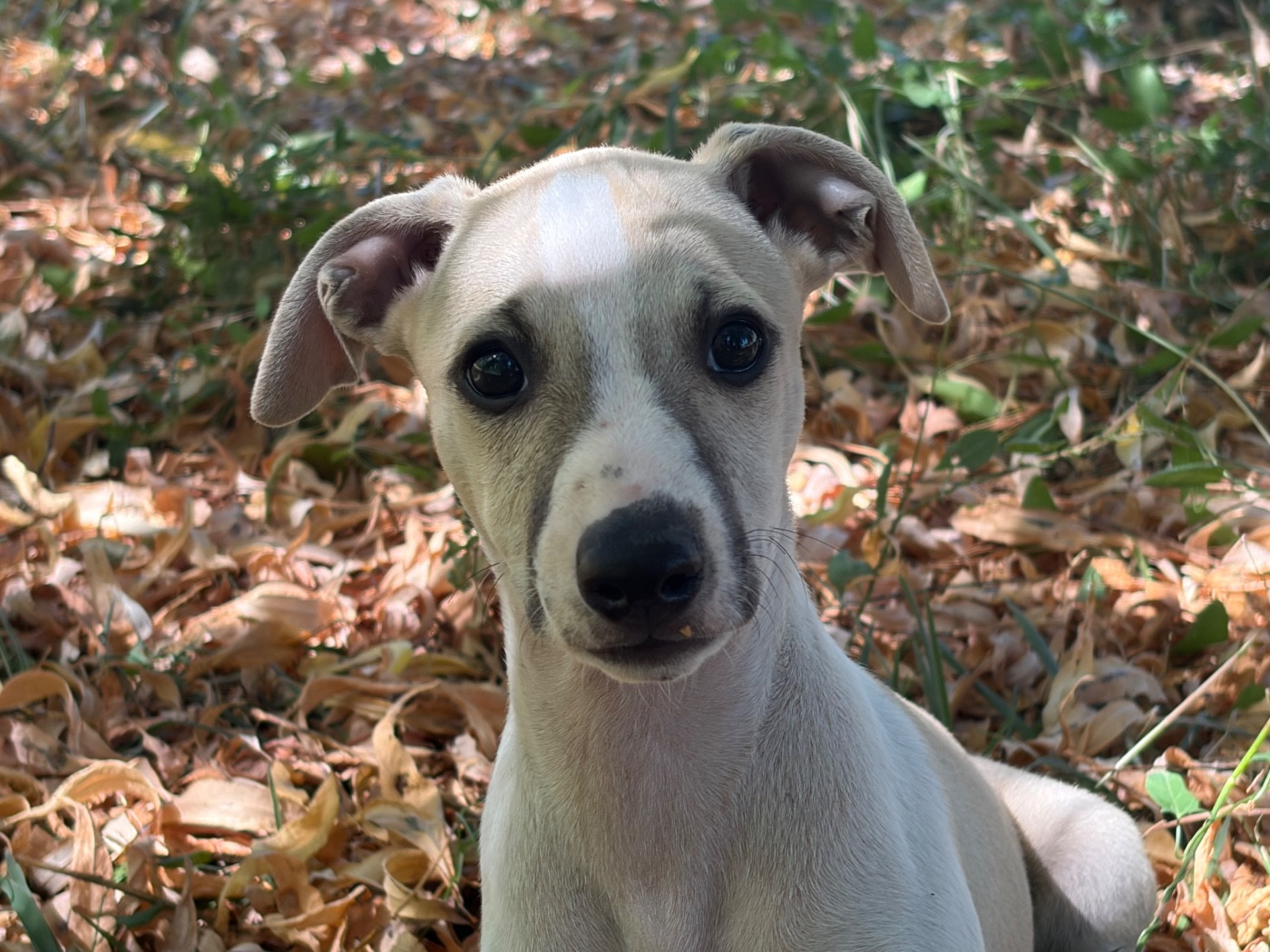 du Cèdre Enchanté - Chiots disponibles - Whippet