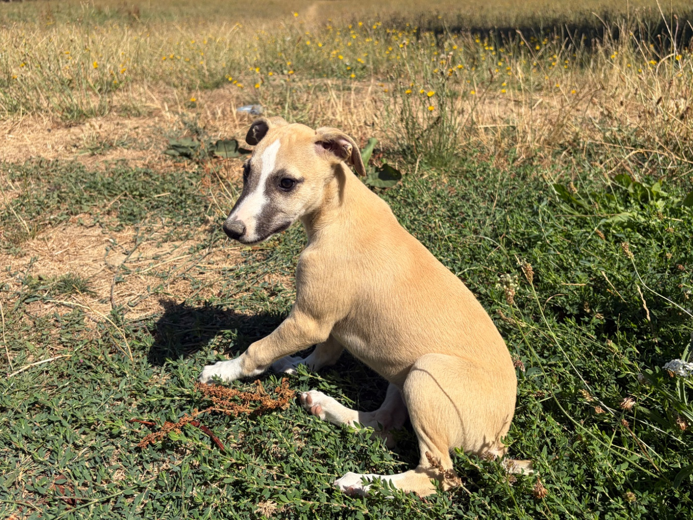 du Cèdre Enchanté - Chiots disponibles - Whippet