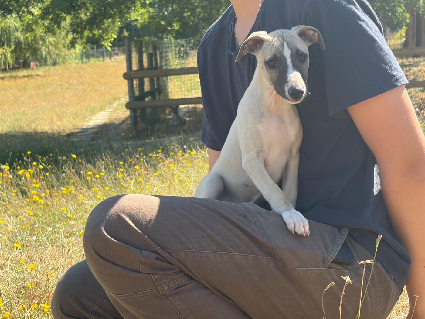 du Cèdre Enchanté - Chiots disponibles - Whippet