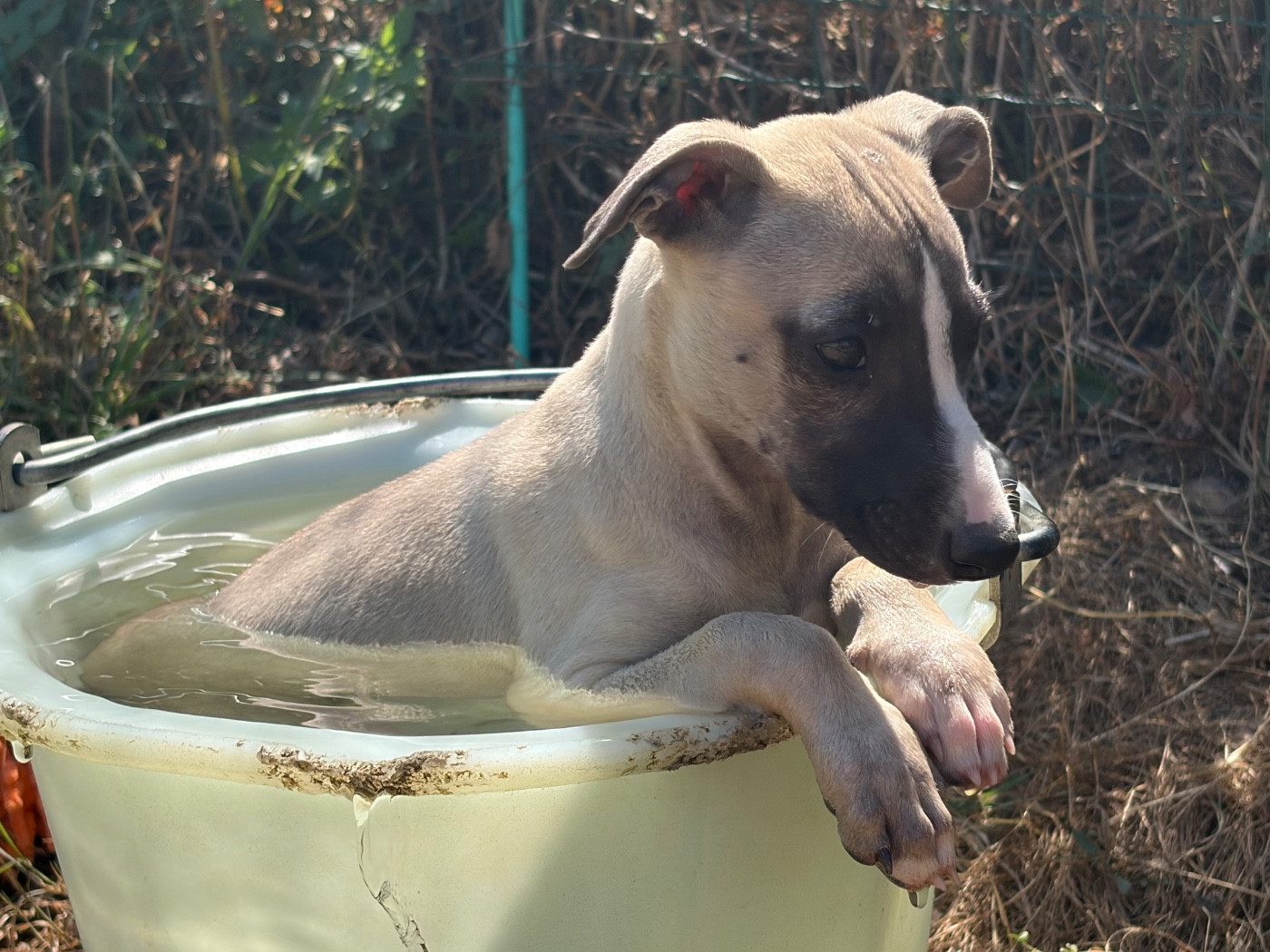 du Cèdre Enchanté - Chiots disponibles - Whippet