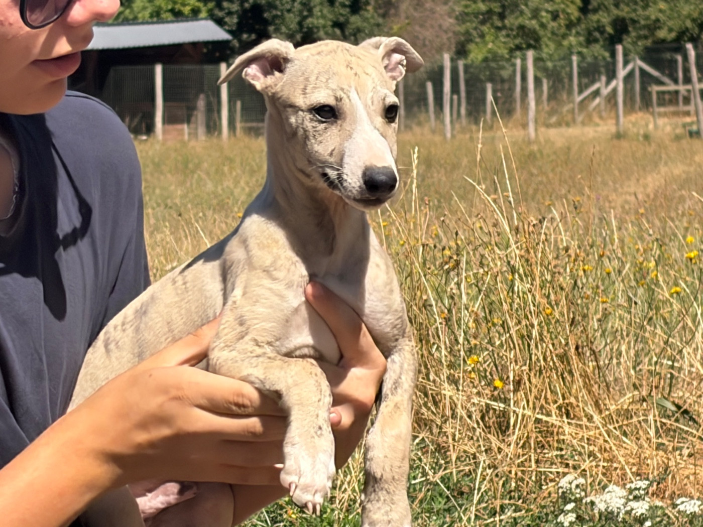 du Cèdre Enchanté - Chiots disponibles - Whippet