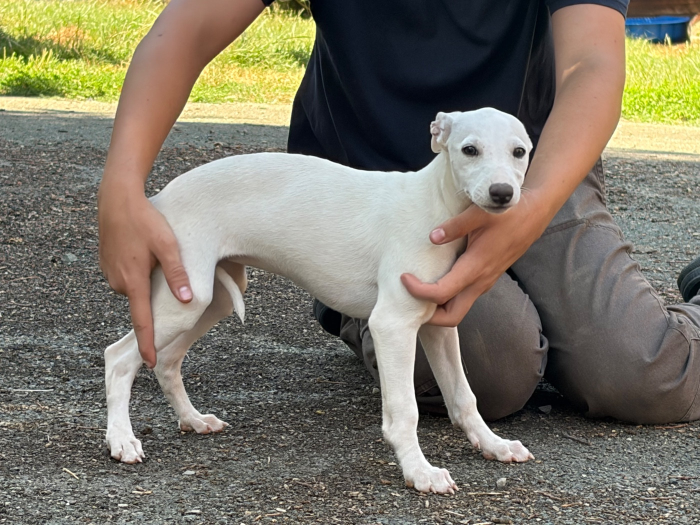 du Cèdre Enchanté - Chiots disponibles - Whippet