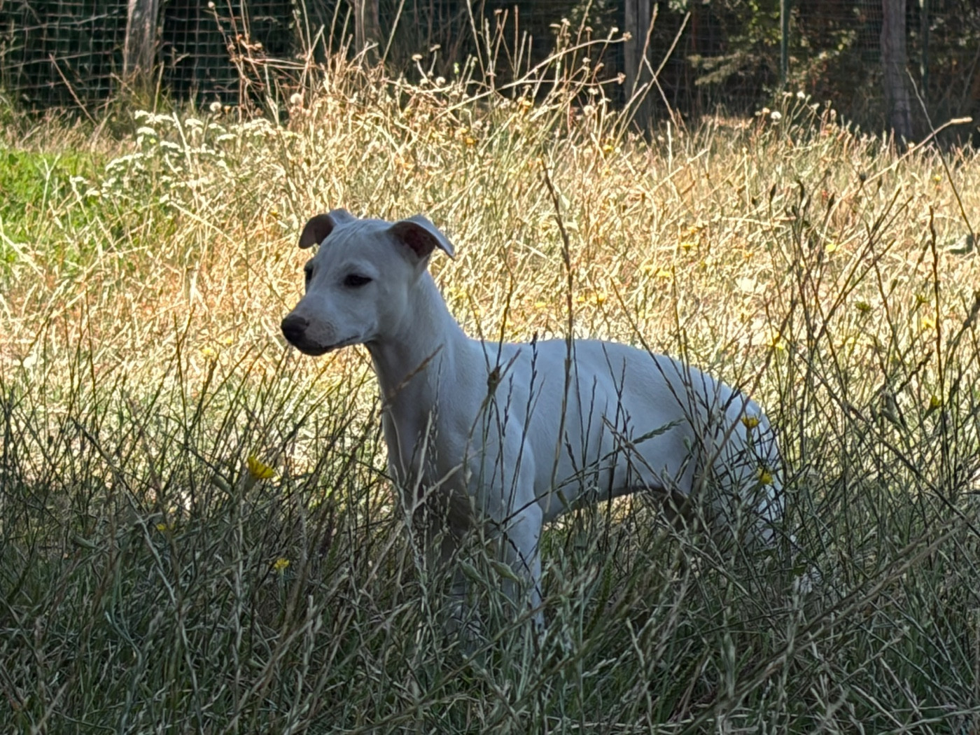 du Cèdre Enchanté - Chiots disponibles - Whippet