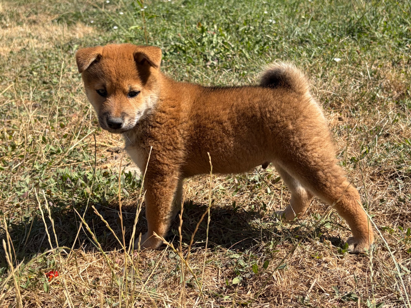 du Cèdre Enchanté - Chiots disponibles - Shiba
