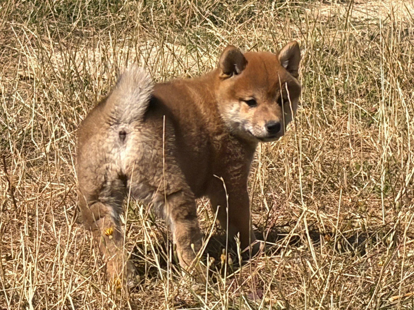 du Cèdre Enchanté - Chiots disponibles - Shiba