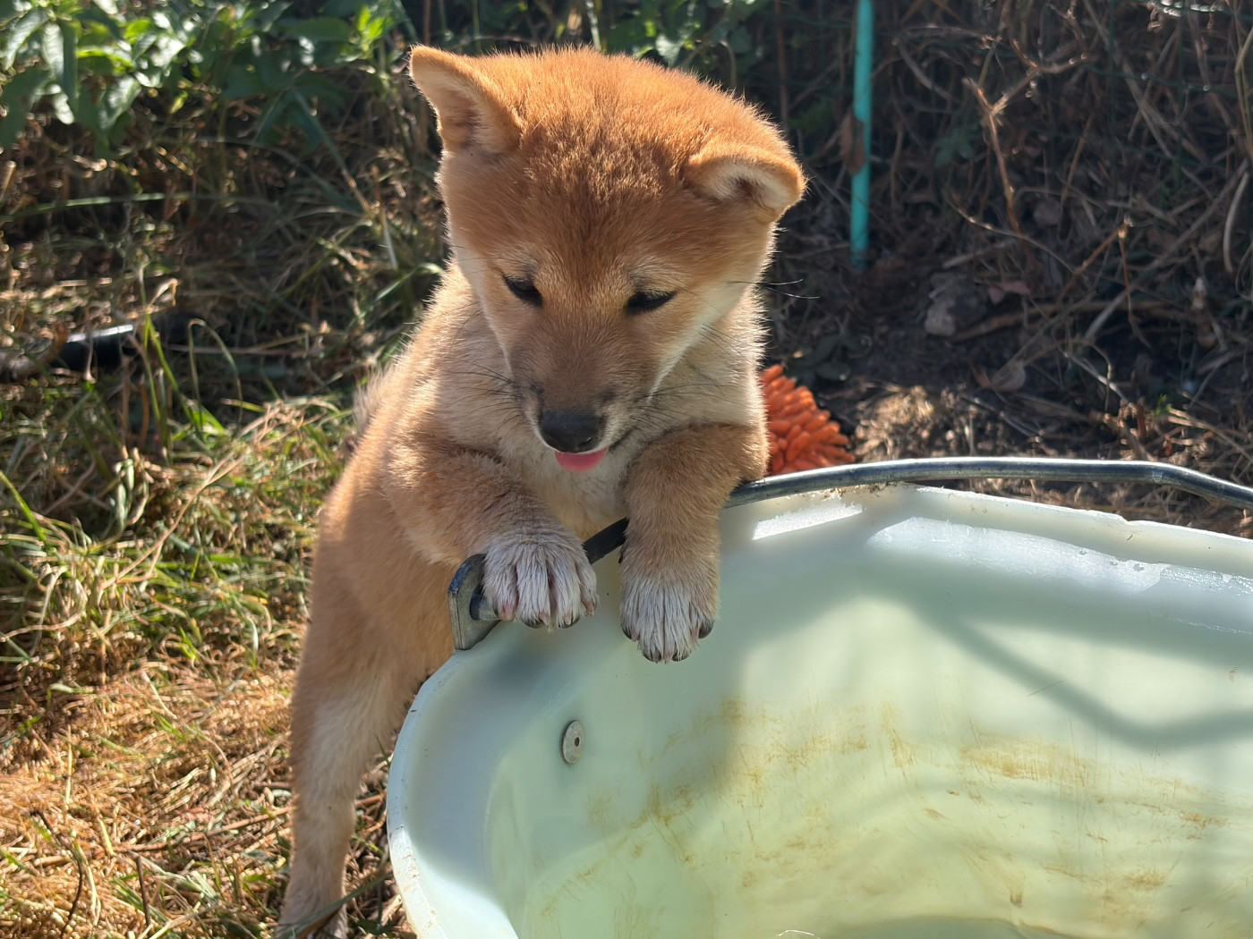 Shiba Inu