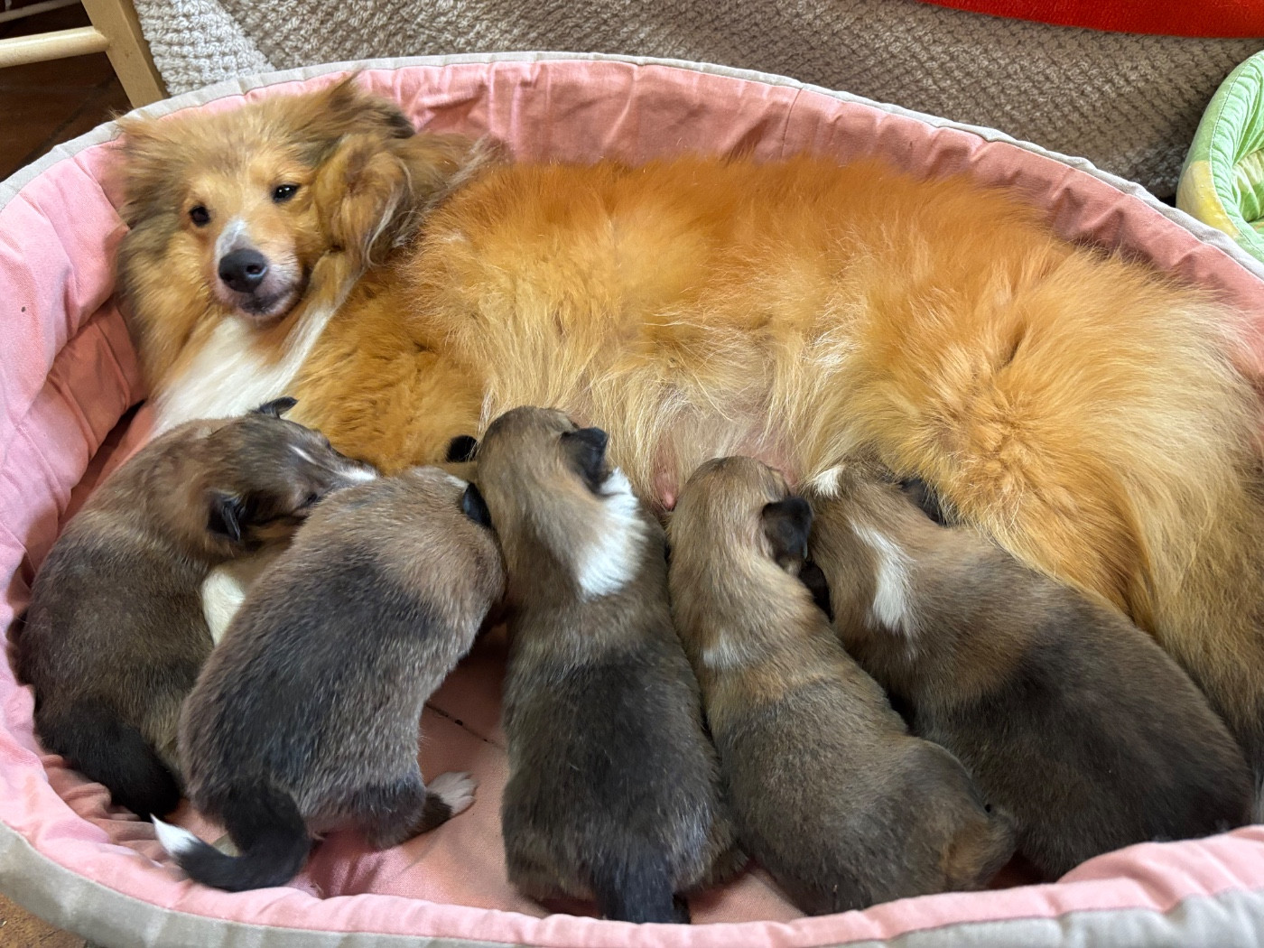 du Cèdre Enchanté - Chiots disponibles - Shetland Sheepdog