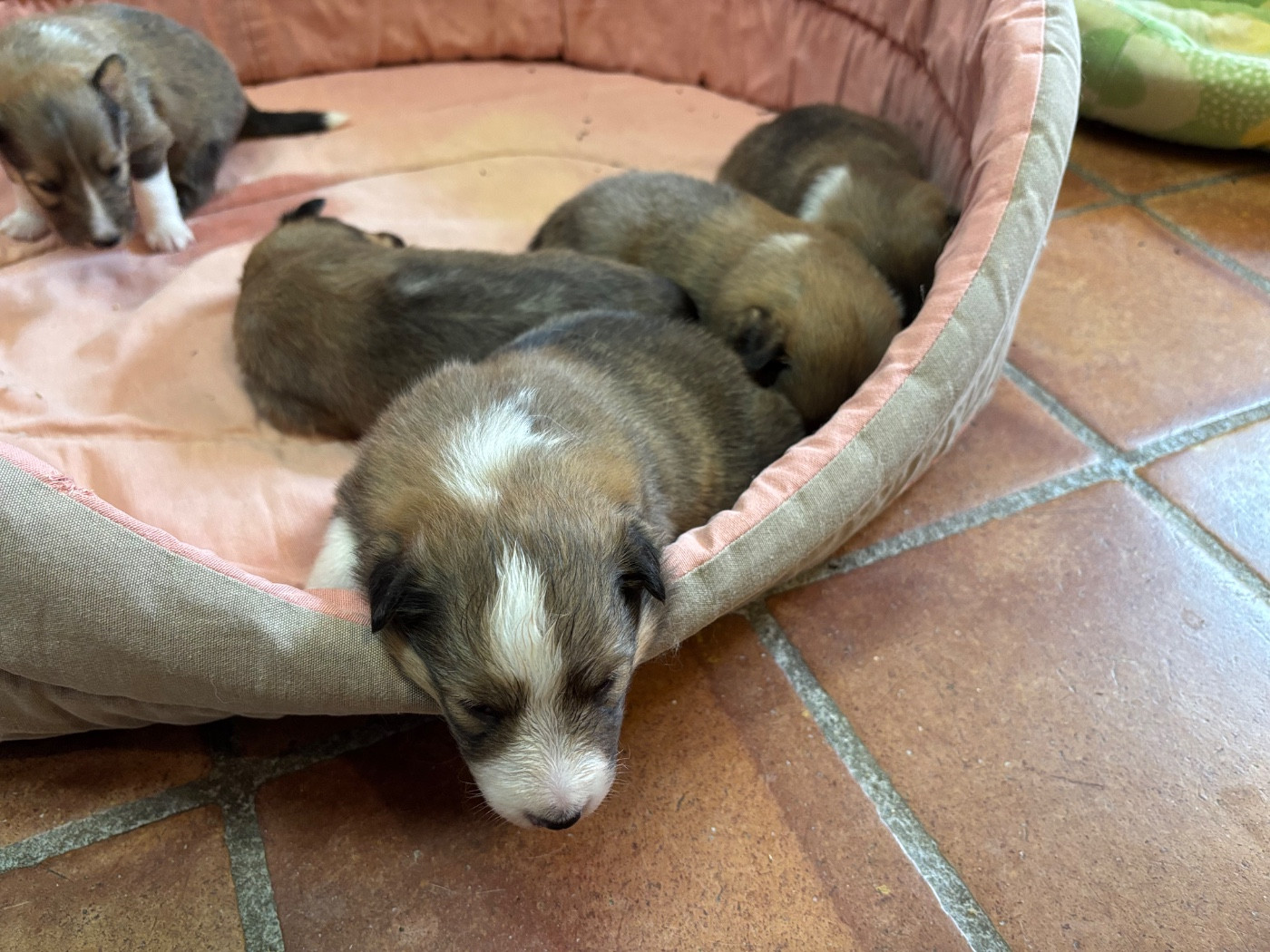 du Cèdre Enchanté - Chiots disponibles - Shetland Sheepdog