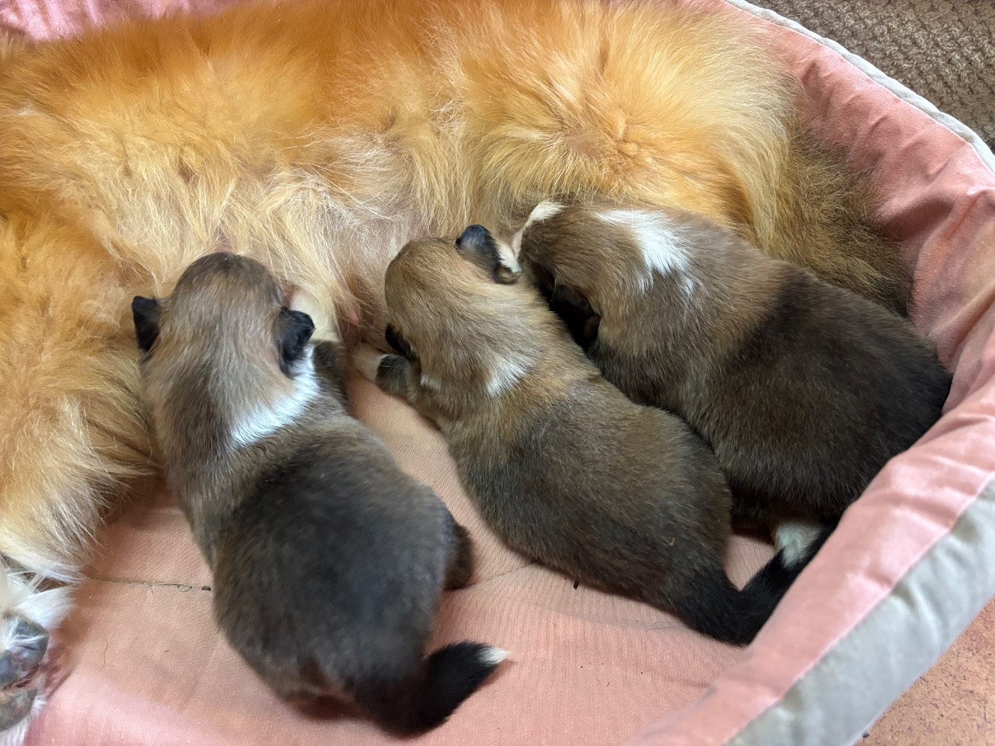 du Cèdre Enchanté - Chiots disponibles - Shetland Sheepdog