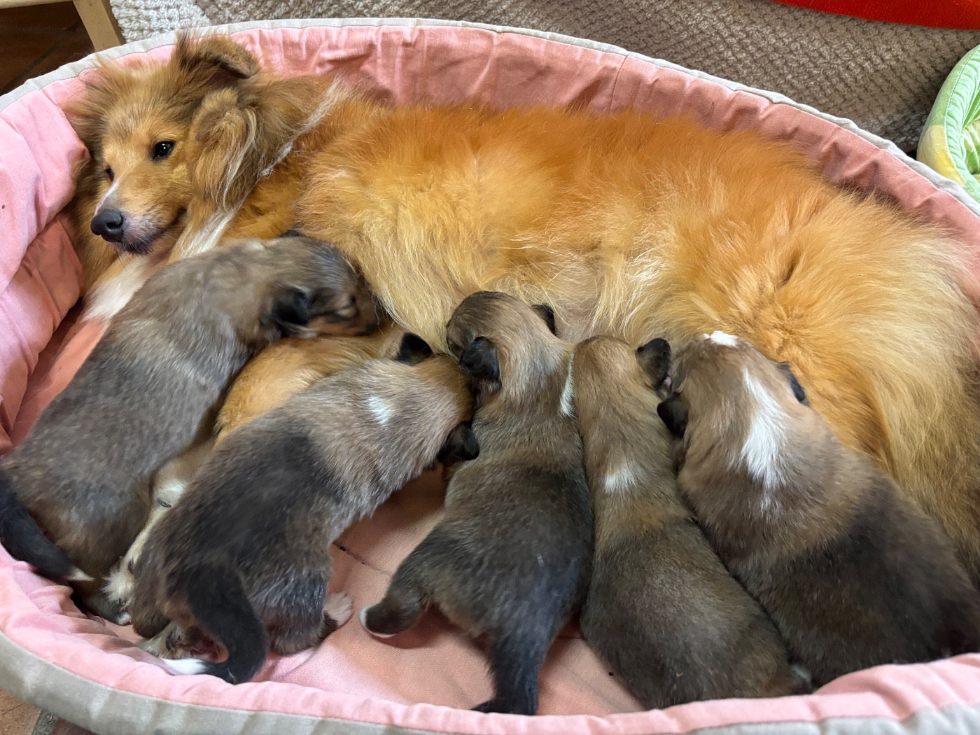 du Cèdre Enchanté - Chiots disponibles - Shetland Sheepdog