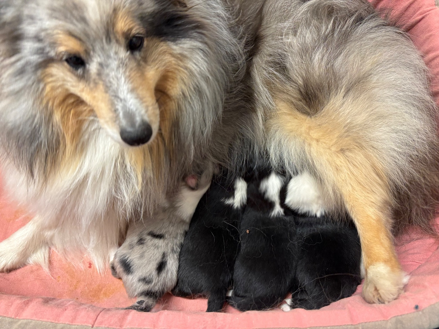 du Cèdre Enchanté - Chiots disponibles - Shetland Sheepdog