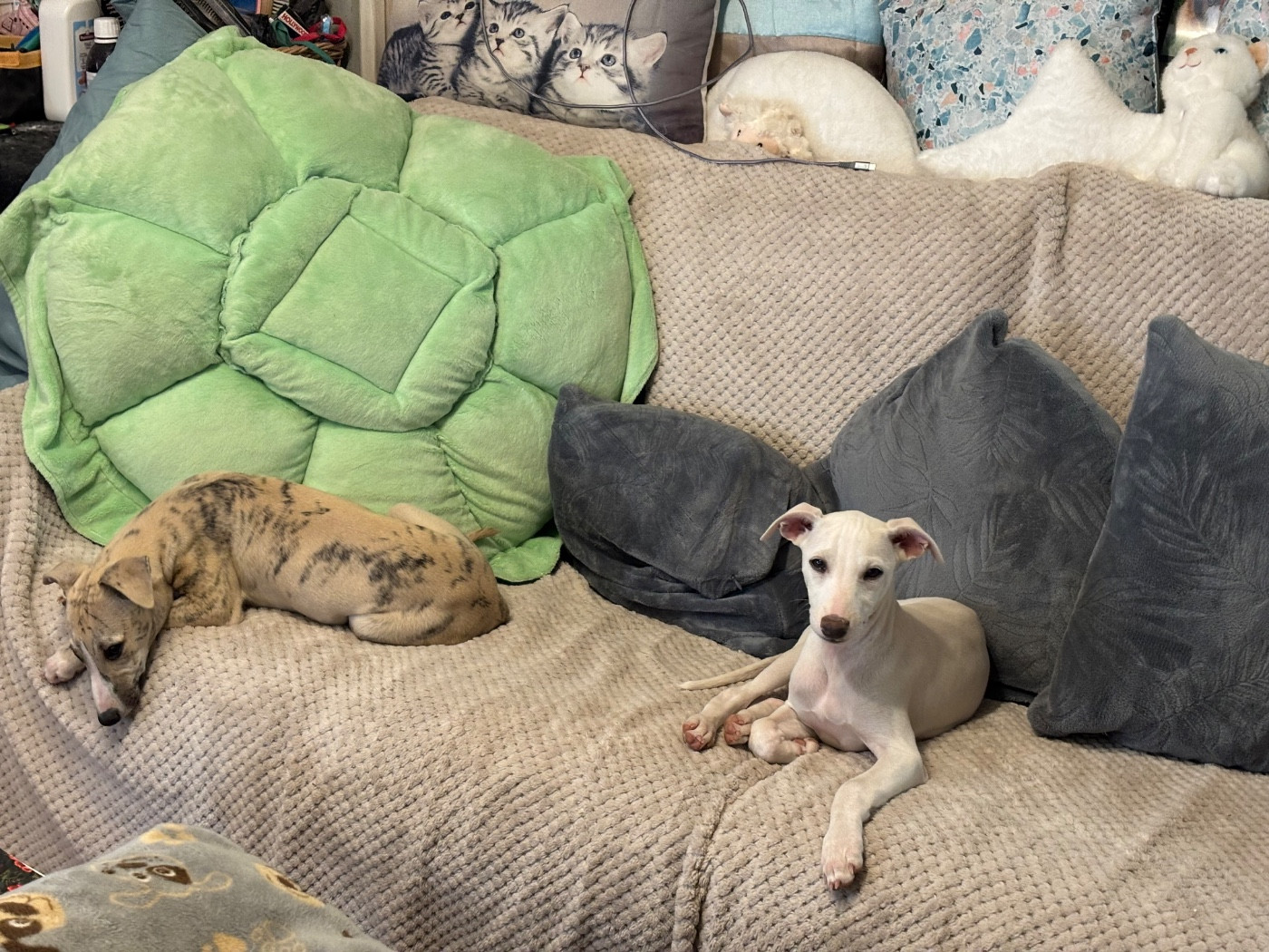 Whippet