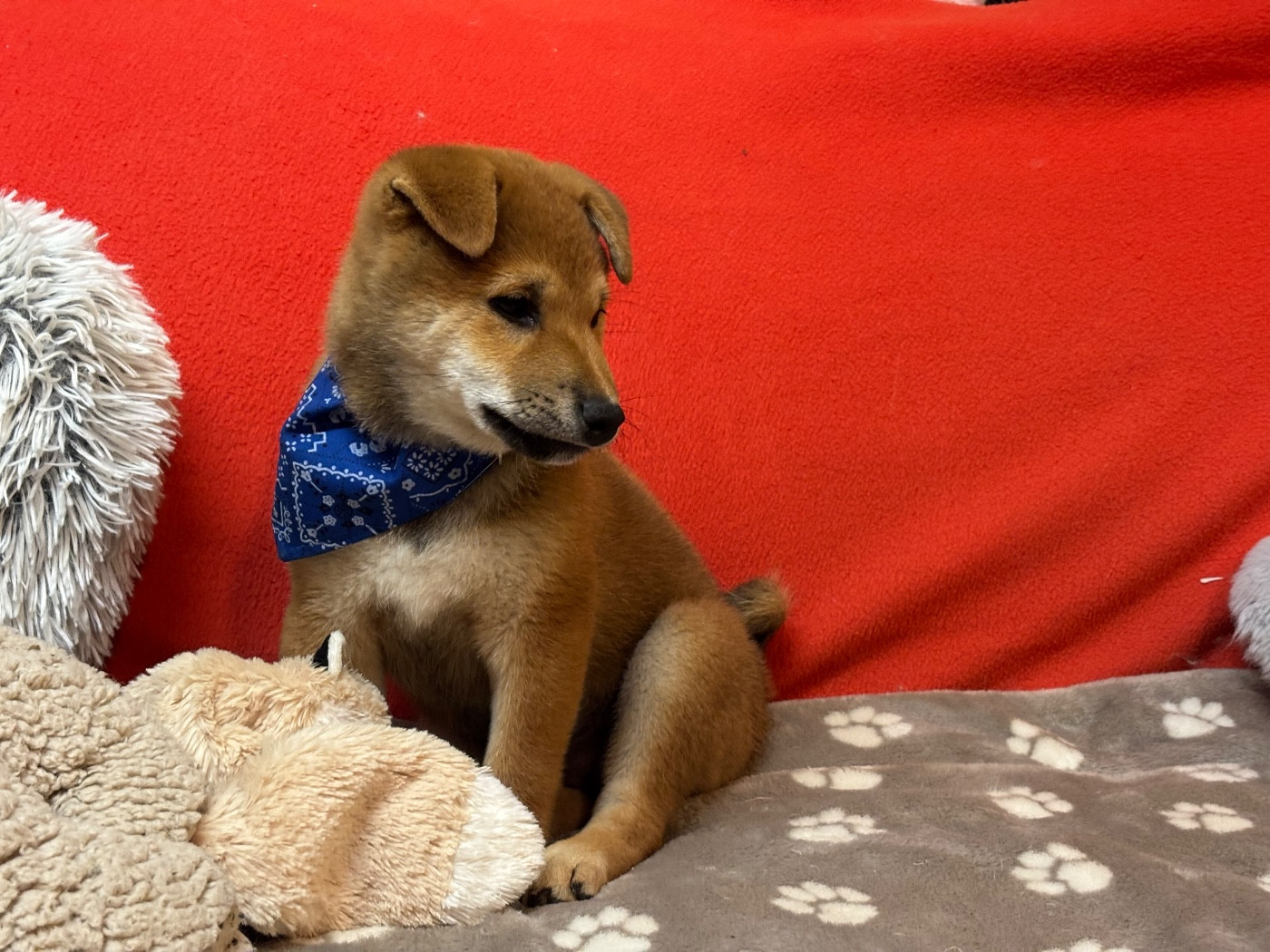 Chiot Shiba du Cèdre Enchanté
