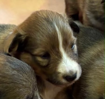 du Cèdre Enchanté - Chiots disponibles - Shetland Sheepdog