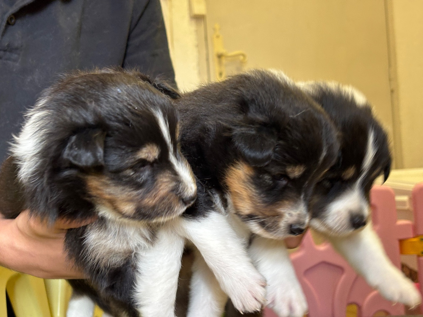 du Cèdre Enchanté - Chiots disponibles - Shetland Sheepdog