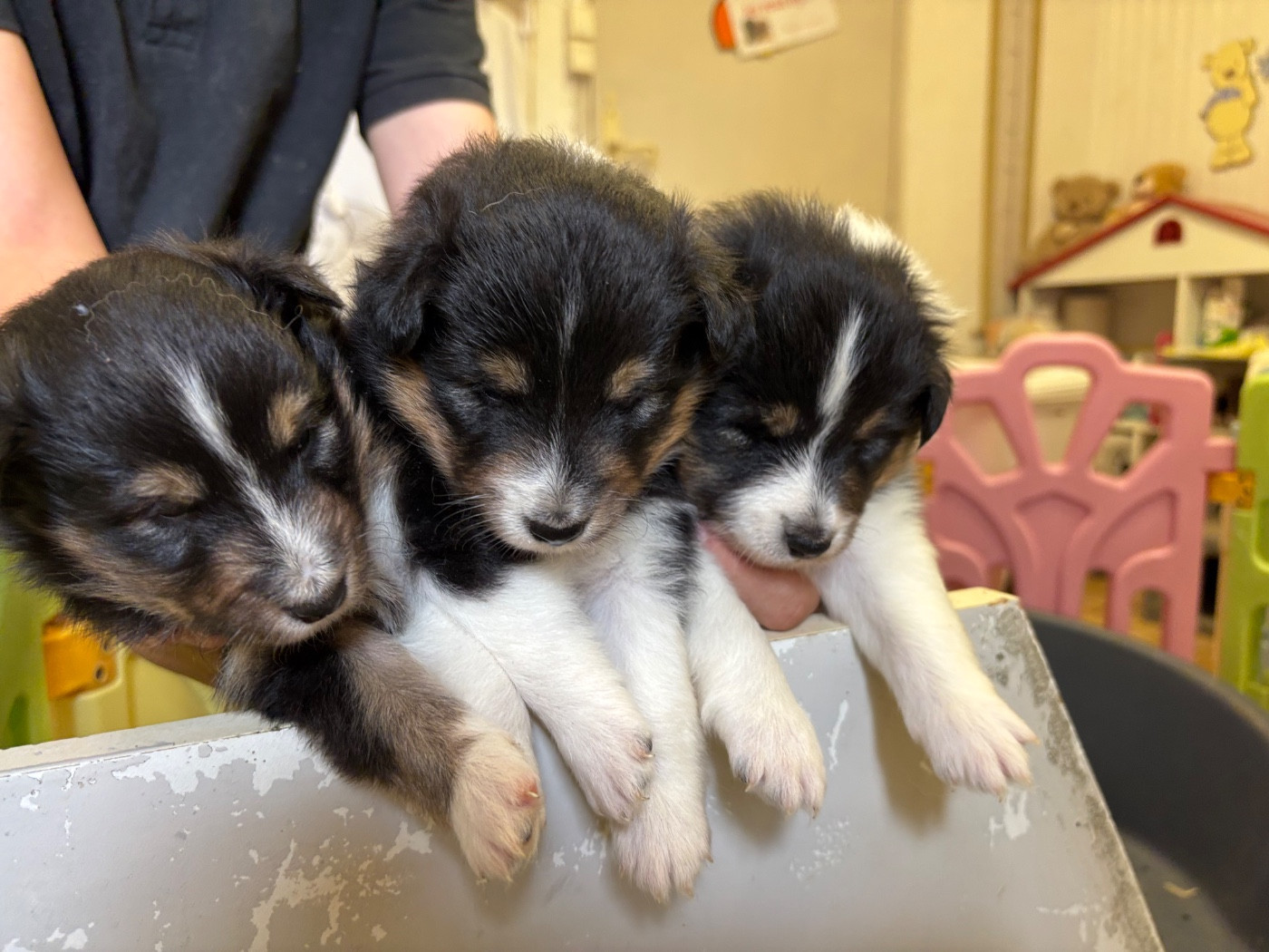 du Cèdre Enchanté - Chiots disponibles - Shetland Sheepdog