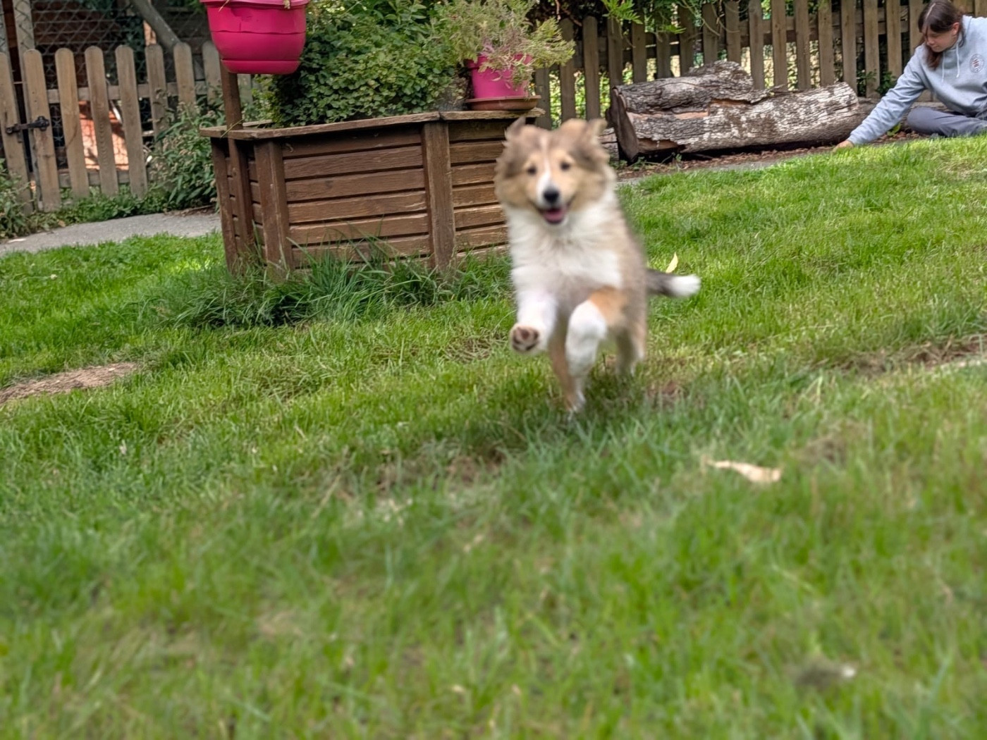 du Cèdre Enchanté - Chiots disponibles - Shetland Sheepdog