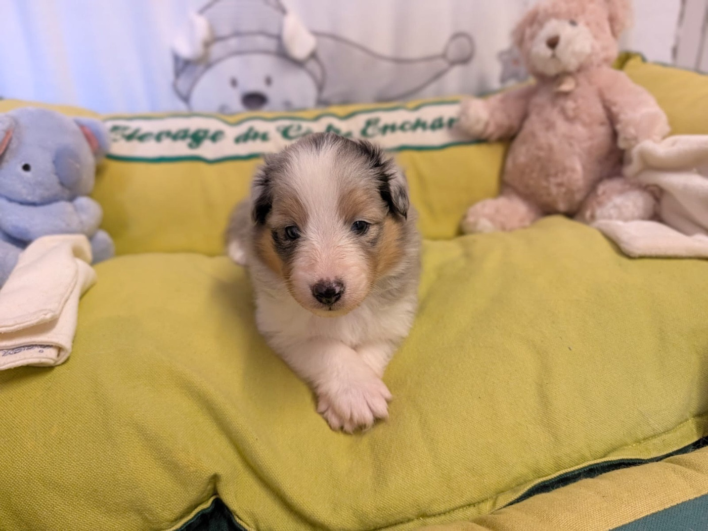 du Cèdre Enchanté - Chiots disponibles - Shetland Sheepdog