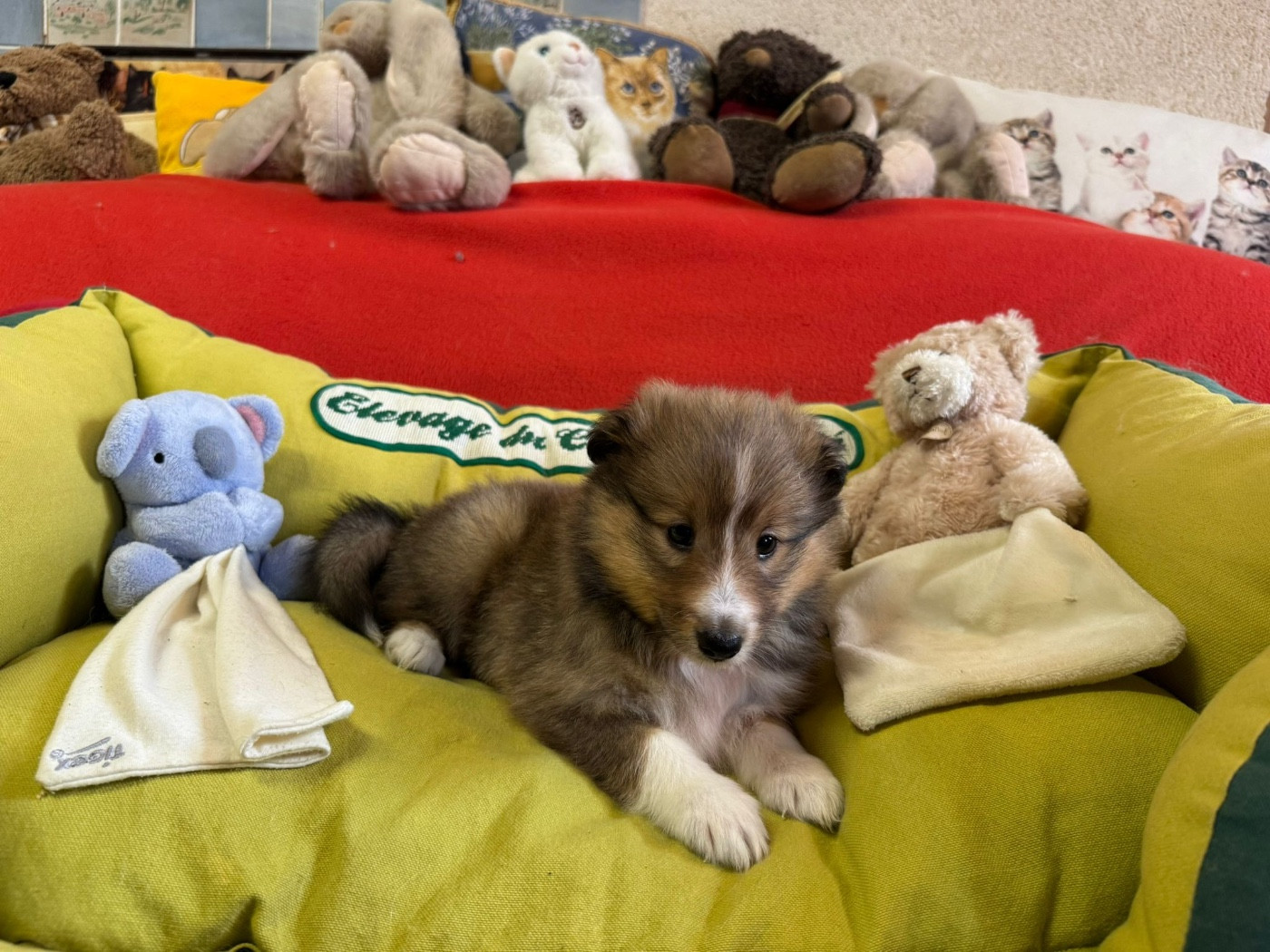 du Cèdre Enchanté - Chiots disponibles - Shetland Sheepdog