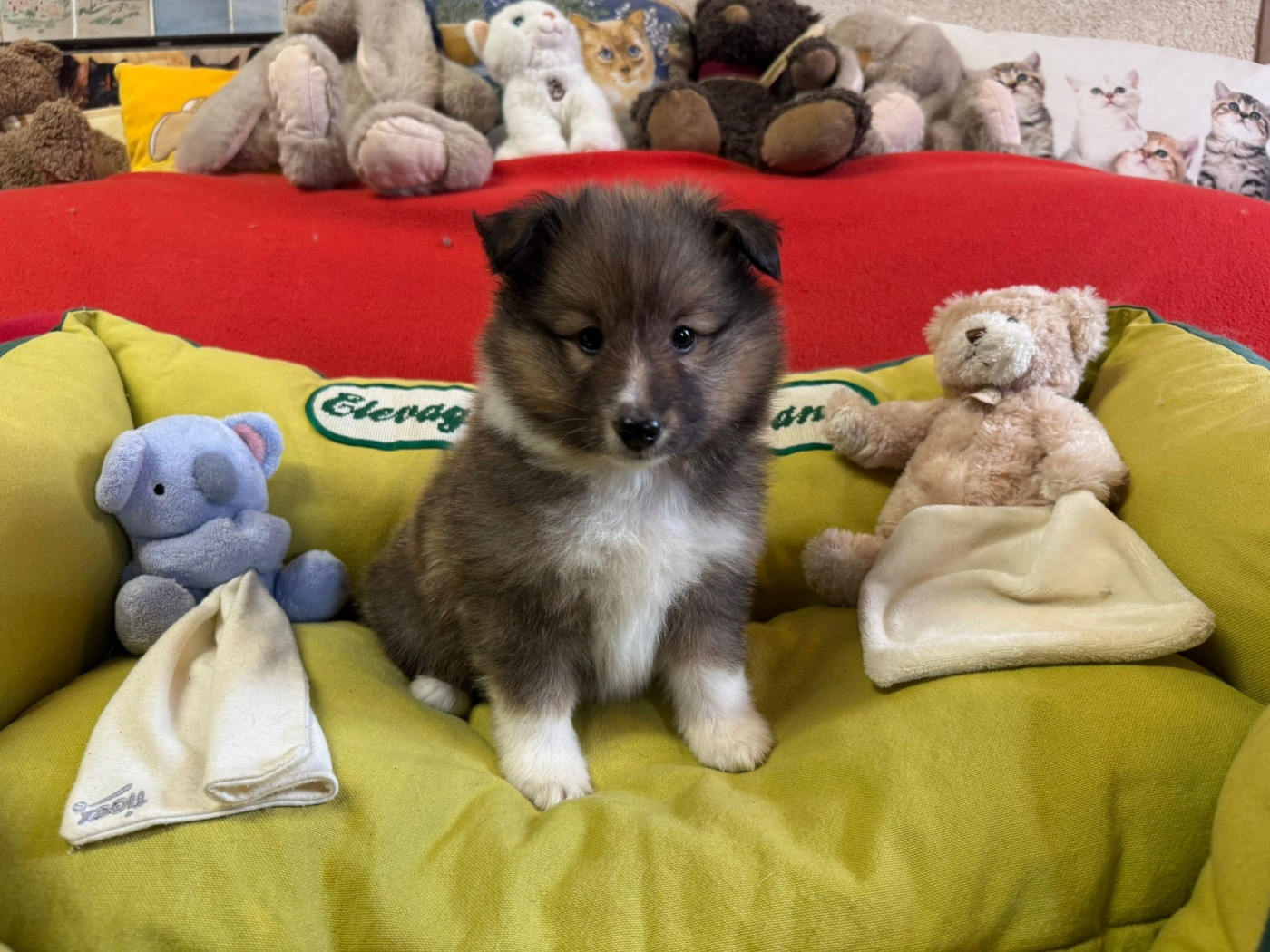 du Cèdre Enchanté - Chiots disponibles - Shetland Sheepdog