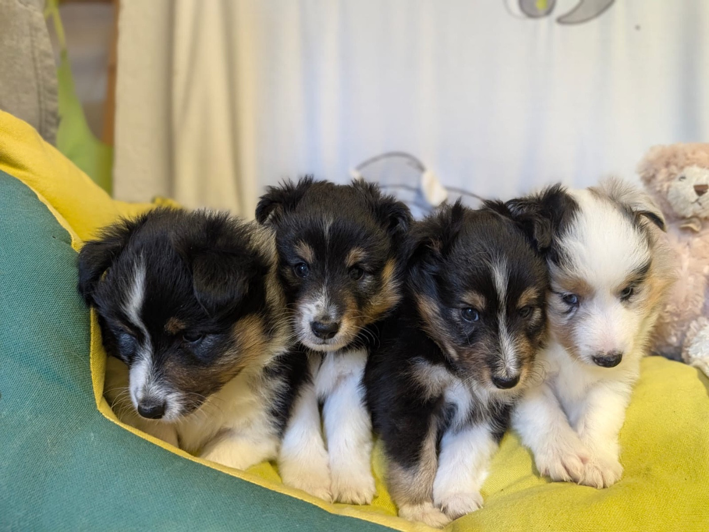 du Cèdre Enchanté - Chiots disponibles - Shetland Sheepdog