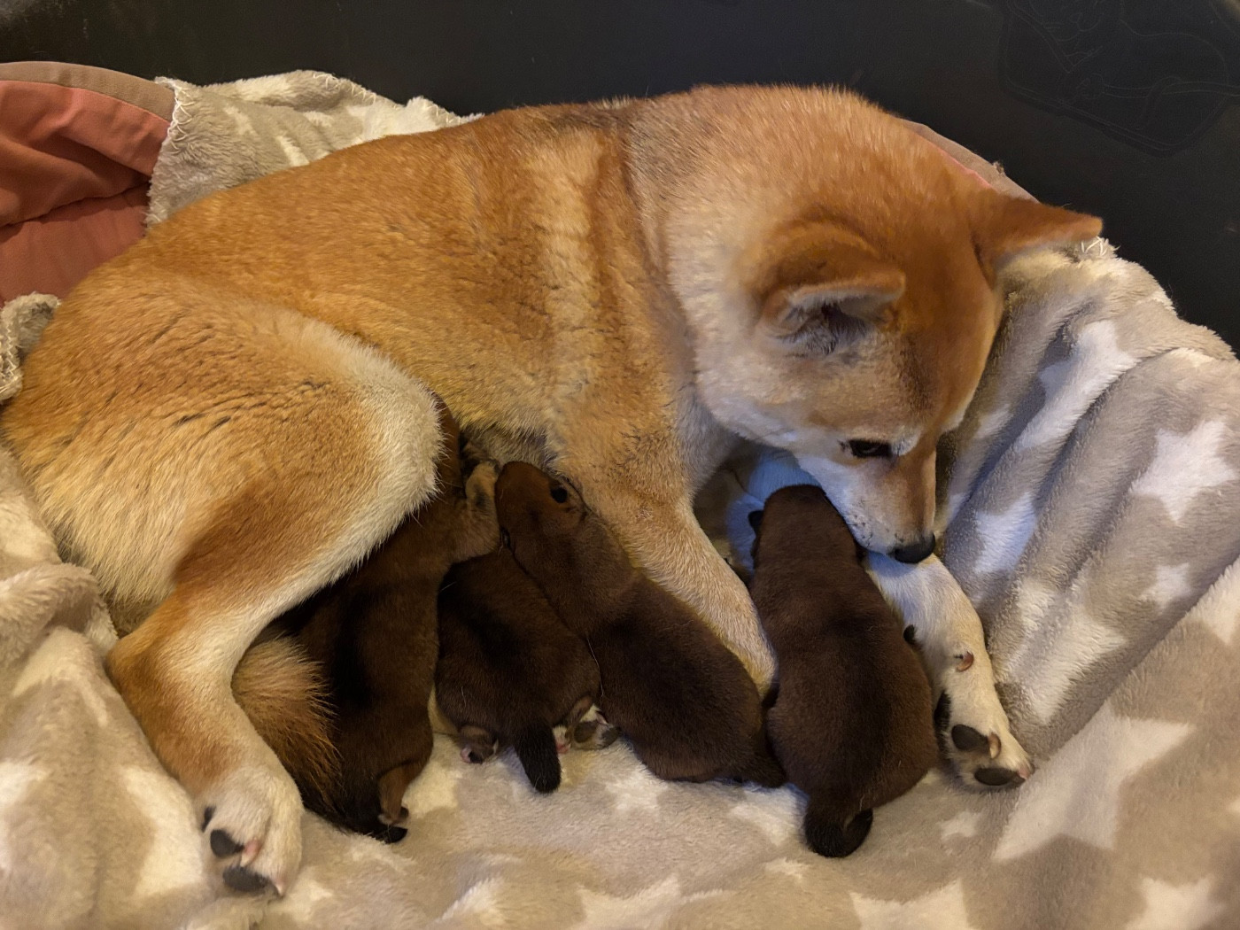 du Cèdre Enchanté - Chiots disponibles - Shiba
