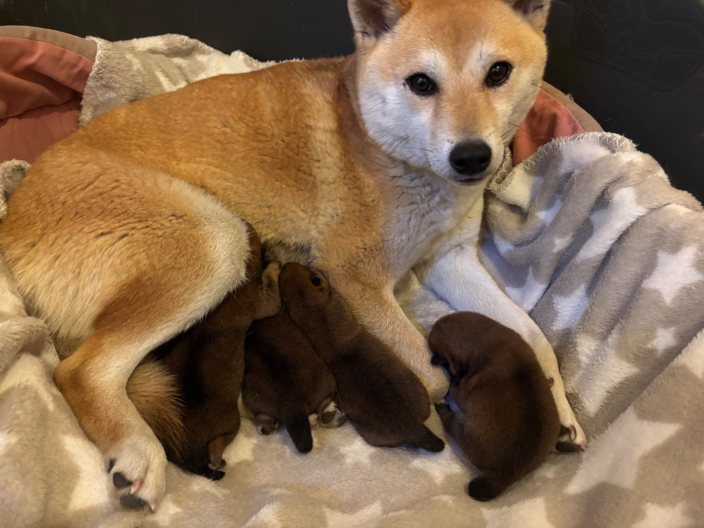 du Cèdre Enchanté - Chiots disponibles - Shiba