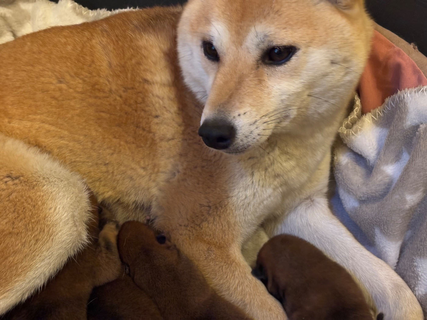 Shiba Inu