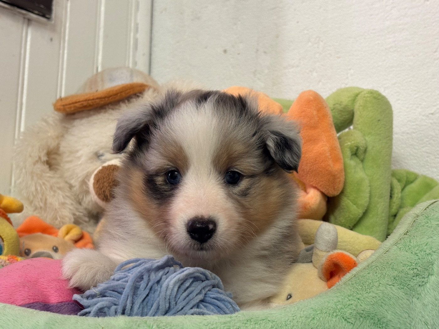 du Cèdre Enchanté - Chiots disponibles - Shetland Sheepdog
