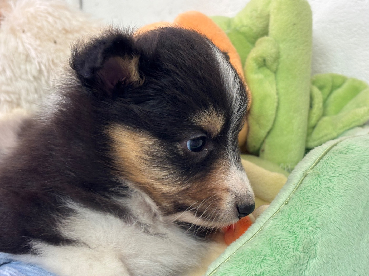 du Cèdre Enchanté - Chiots disponibles - Shetland Sheepdog