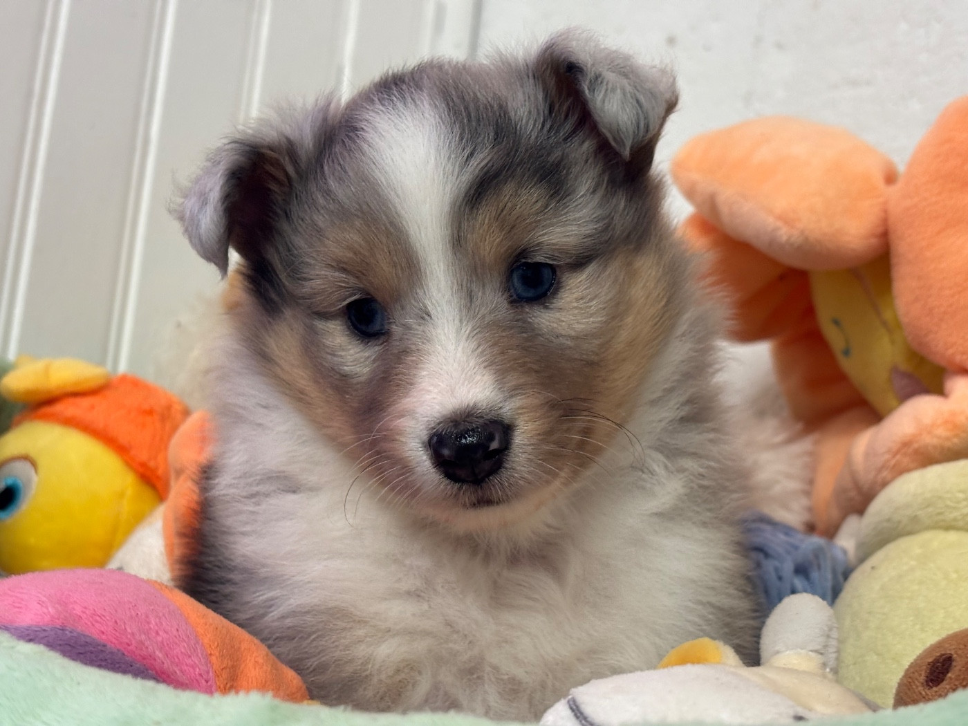 du Cèdre Enchanté - Chiots disponibles - Shetland Sheepdog