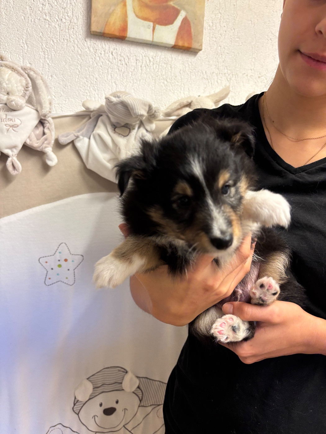 du Cèdre Enchanté - Chiots disponibles - Shetland Sheepdog