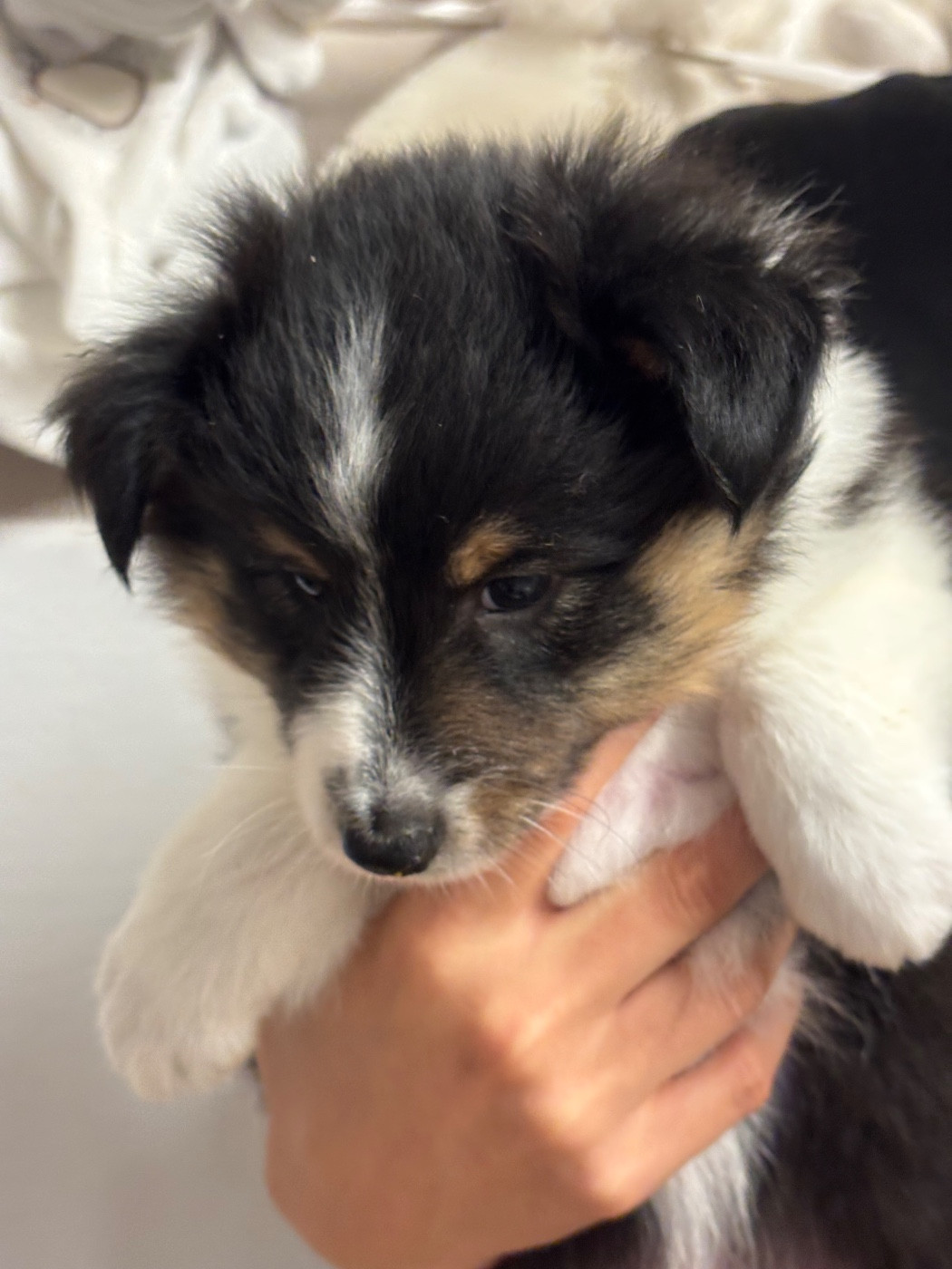 du Cèdre Enchanté - Chiots disponibles - Shetland Sheepdog