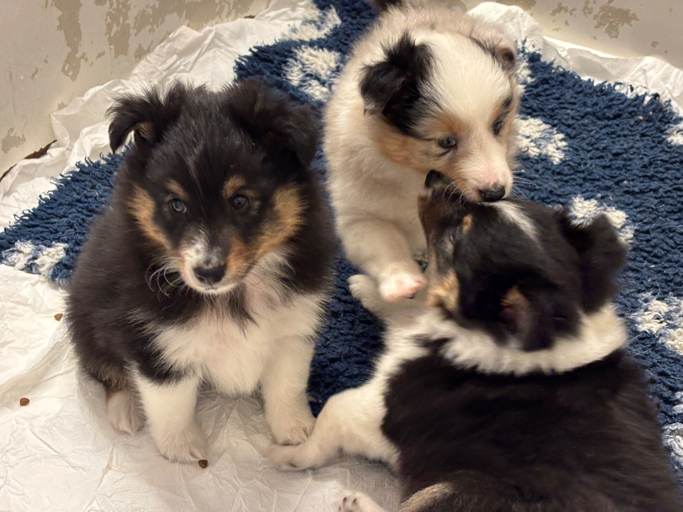 du Cèdre Enchanté - Chiots disponibles - Shetland Sheepdog