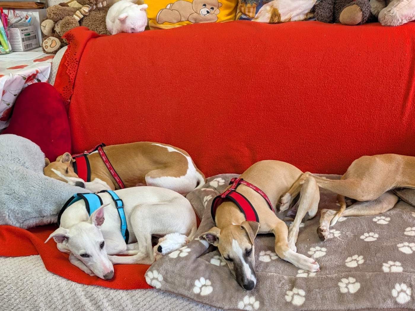 Chiot Whippet du Cèdre Enchanté