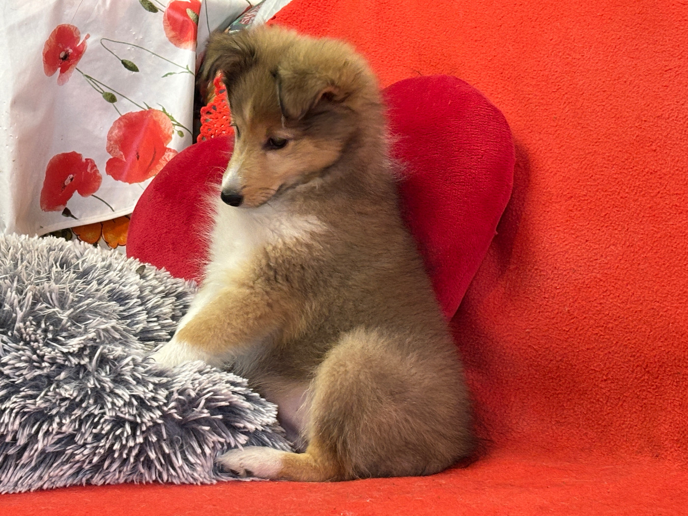 du Cèdre Enchanté - Chiots disponibles - Shetland Sheepdog