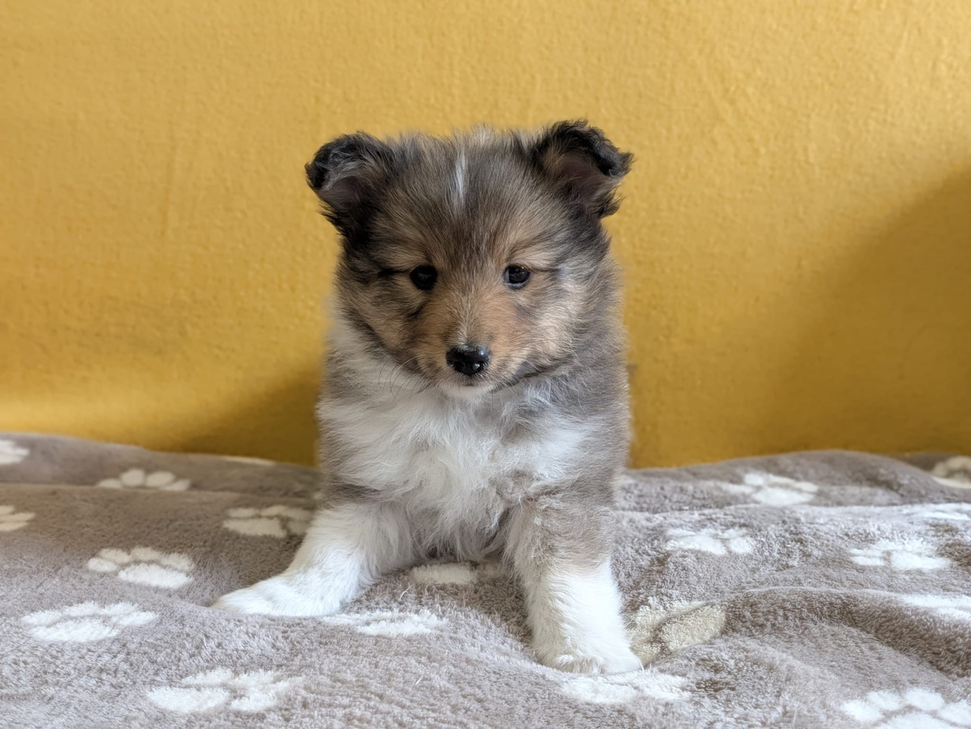 du Cèdre Enchanté - Chiots disponibles - Shetland Sheepdog