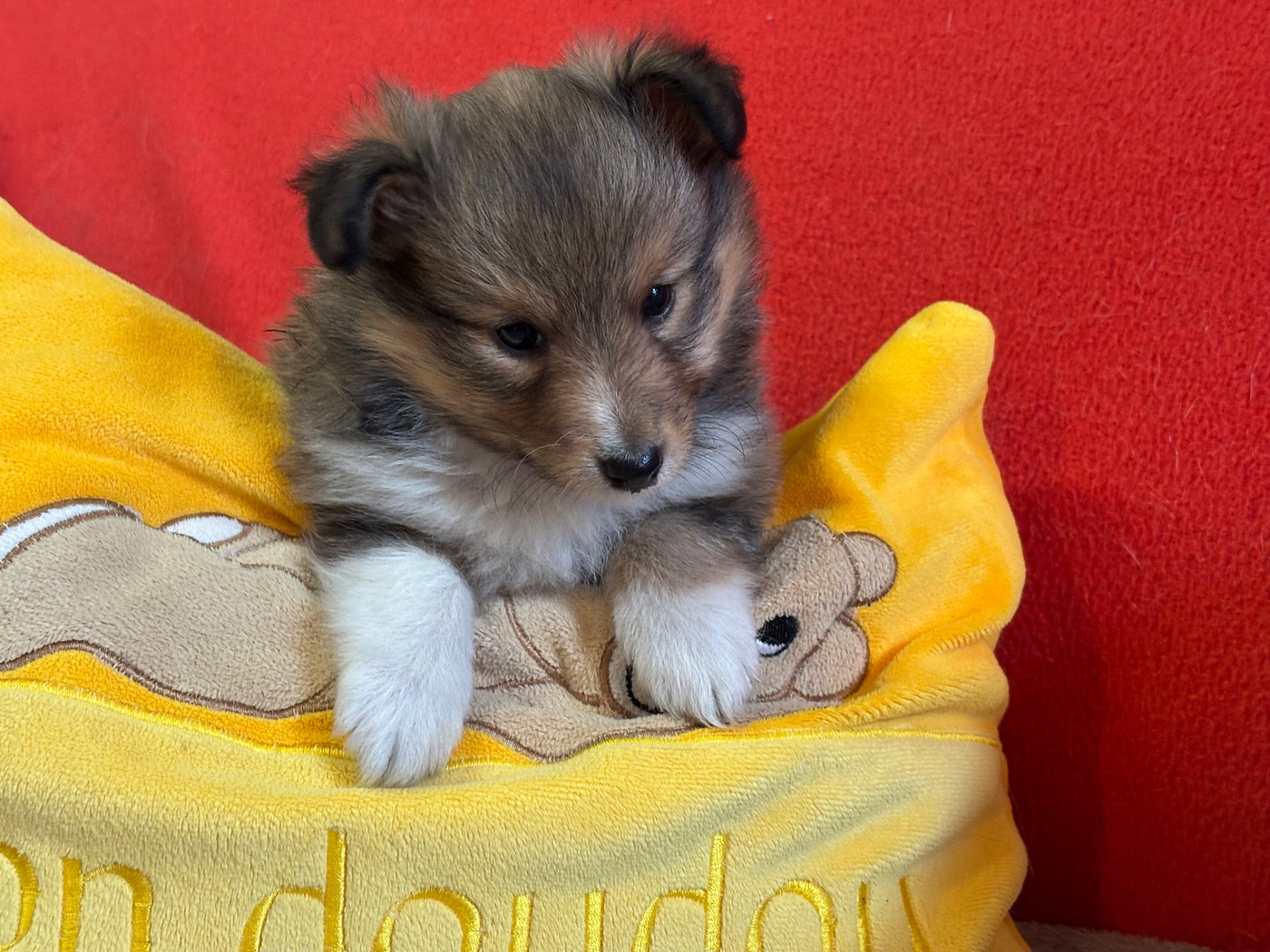du Cèdre Enchanté - Chiots disponibles - Shetland Sheepdog