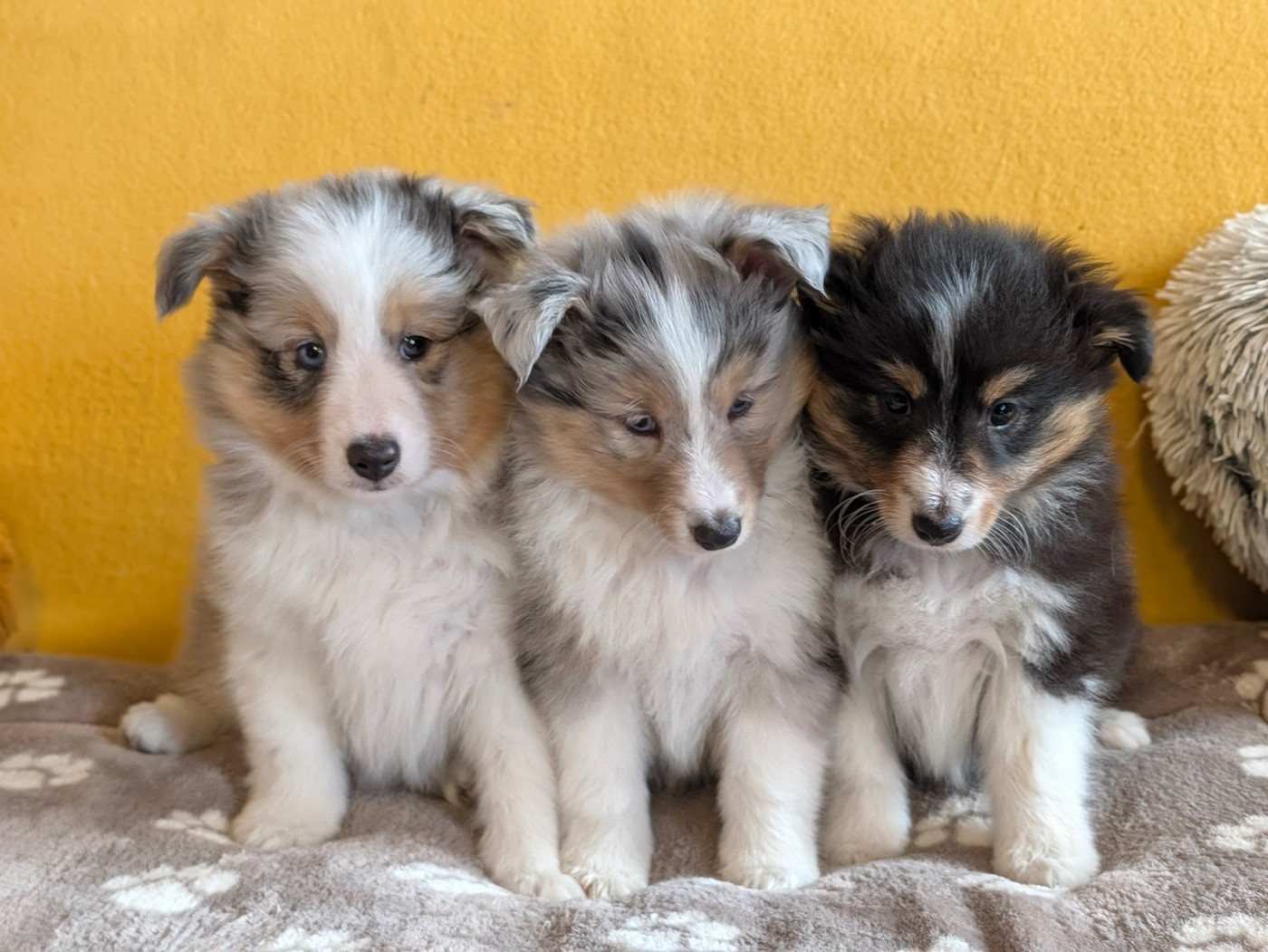Chiot Shetland Sheepdog du Cèdre Enchanté